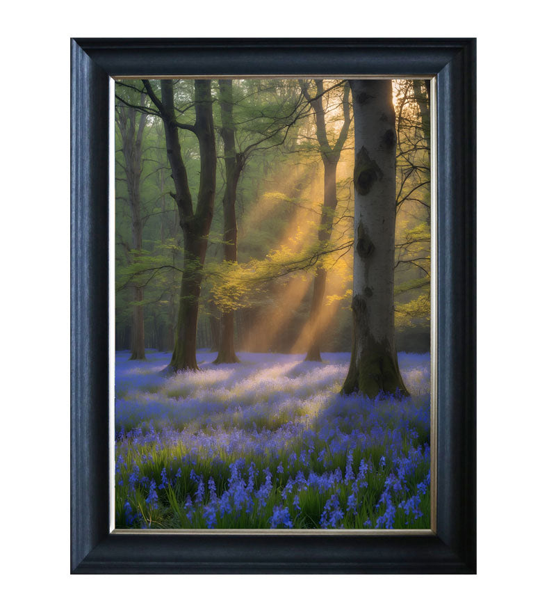 Enchanted forest carpeted with bluebells