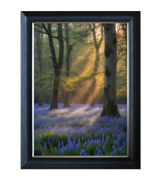 Enchanted forest carpeted with bluebells